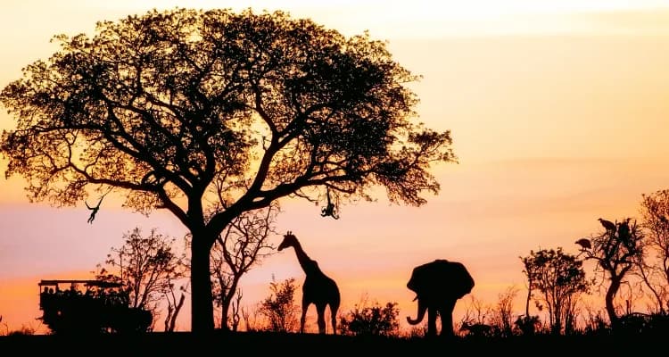 Safaris